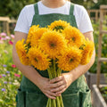 Dwarf Sungold Double, Sunflower Seeds