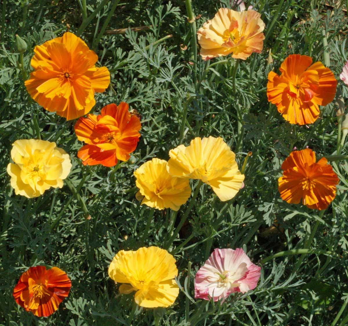 Ballerina Mix, Poppy Seeds