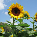 Early Black Heart, (F1) Sunflower Seeds