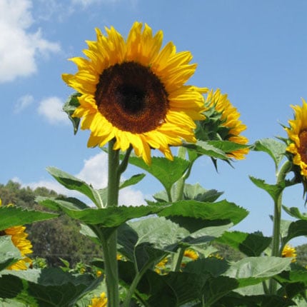 Early Black Heart, (F1) Sunflower Seeds