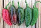 Early Jalapeno, Pepper Seeds