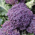 Early Purple Sprouting, Broccoli Seeds