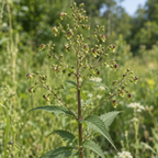 Early Figwort, Scrophularia Seeds