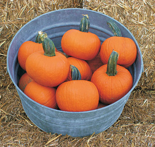 Early Abundance, (F1) Pumpkin Seeds