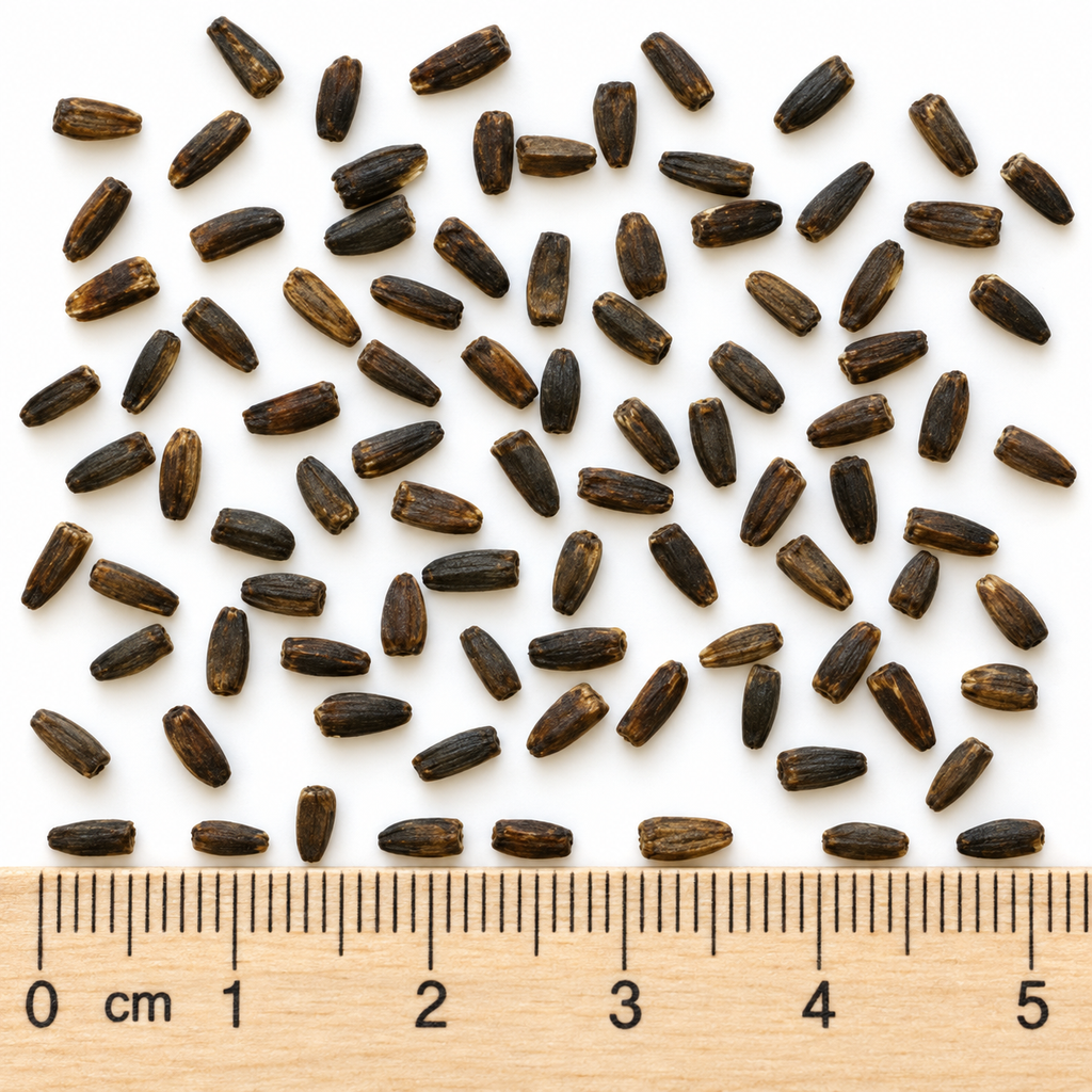 Early, Sunflower Seed