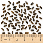 Early, Sunflower Seed