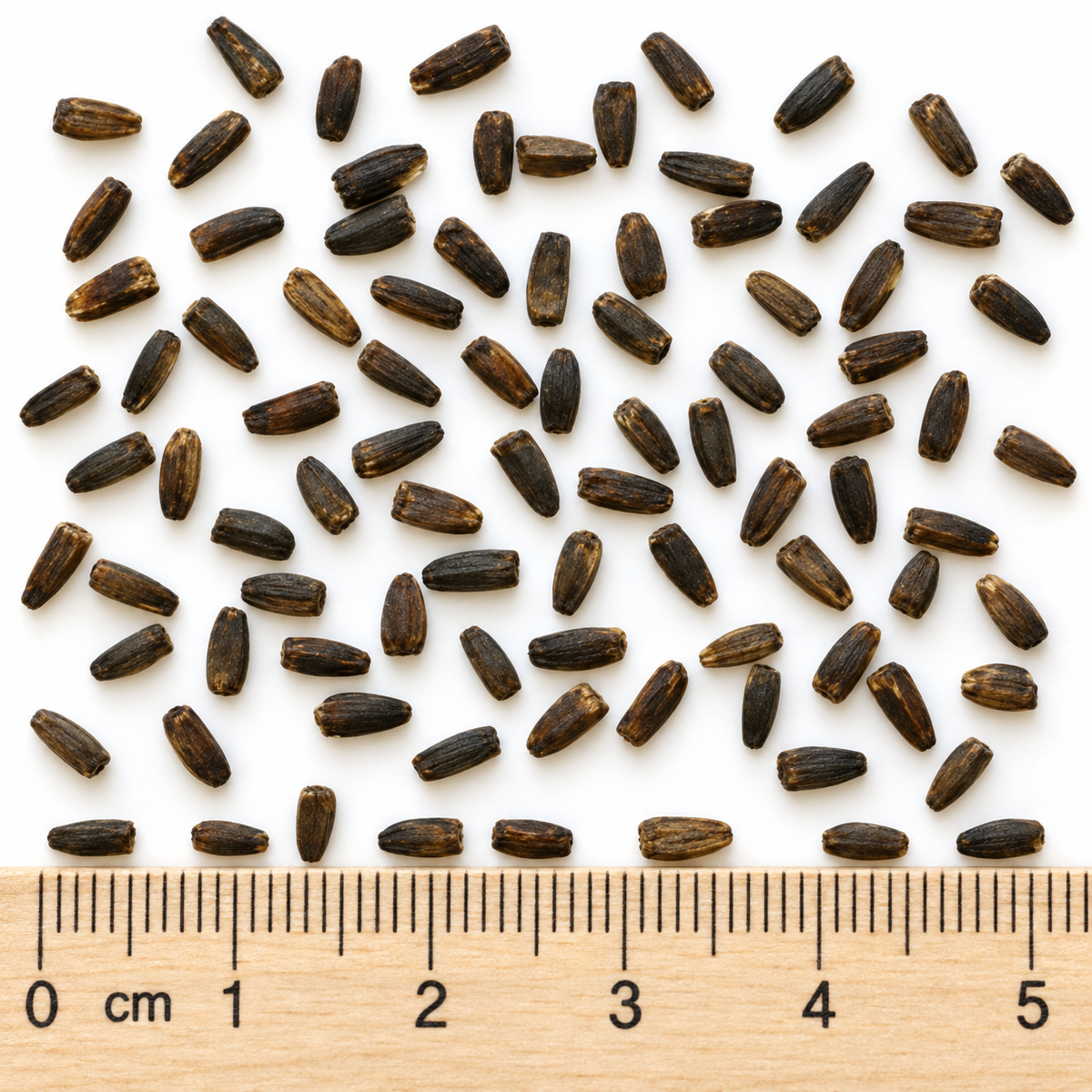 Early, Sunflower Seed