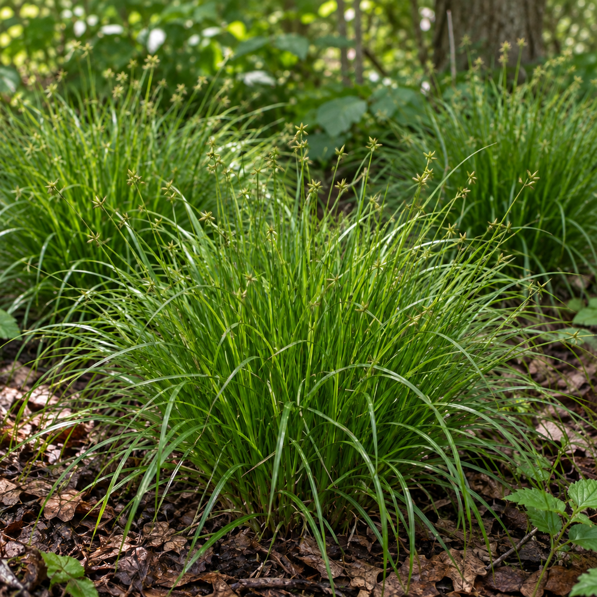 Eastern Star Sedge, Carex Seed