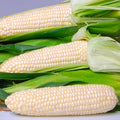 EDEN, (F1) Corn Seed