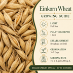 Einkorn Wheat growing guide and seed