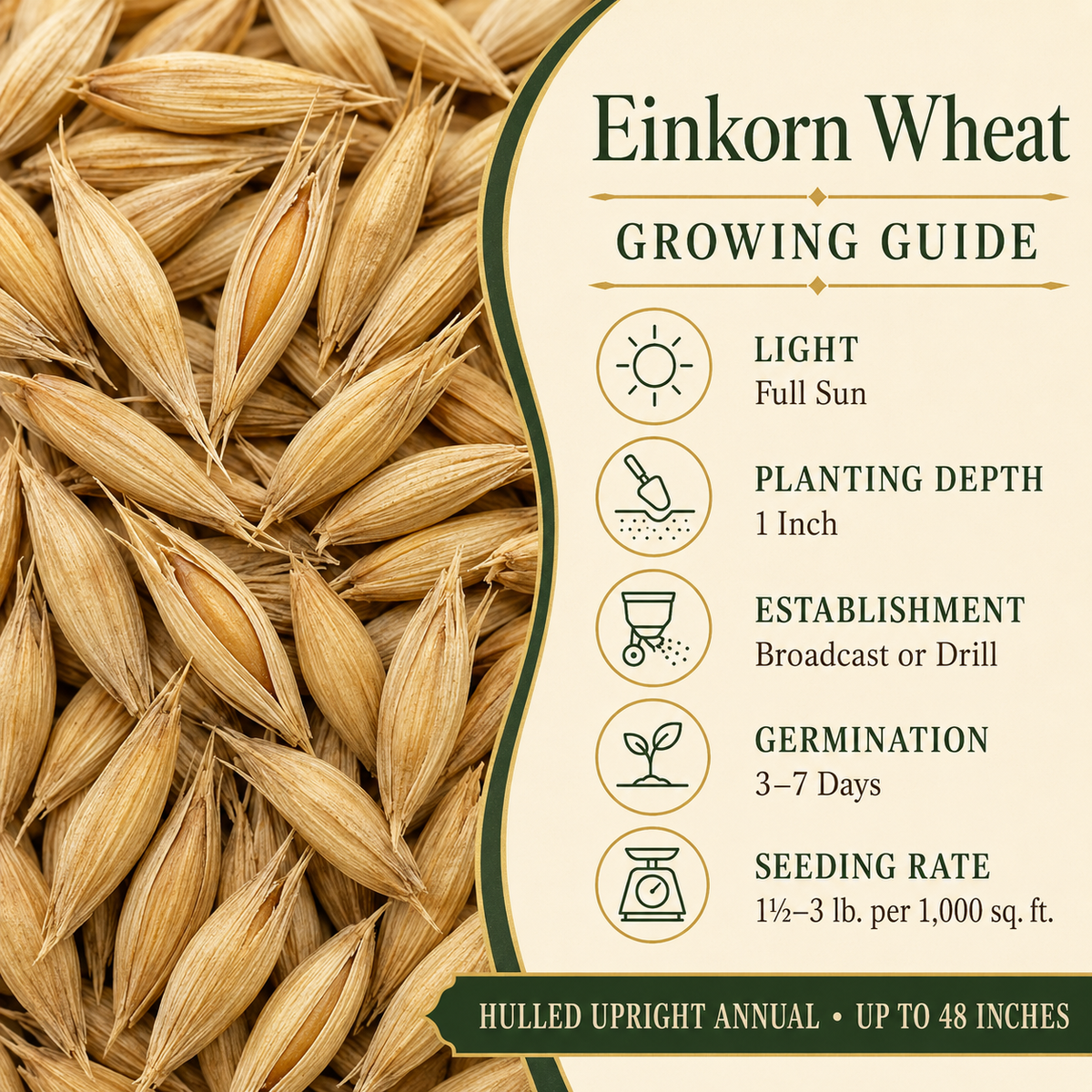 Einkorn Wheat growing guide and seed