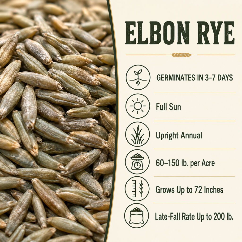 Elbon Rye growing guide and seed