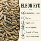 Elbon Rye growing guide and seed