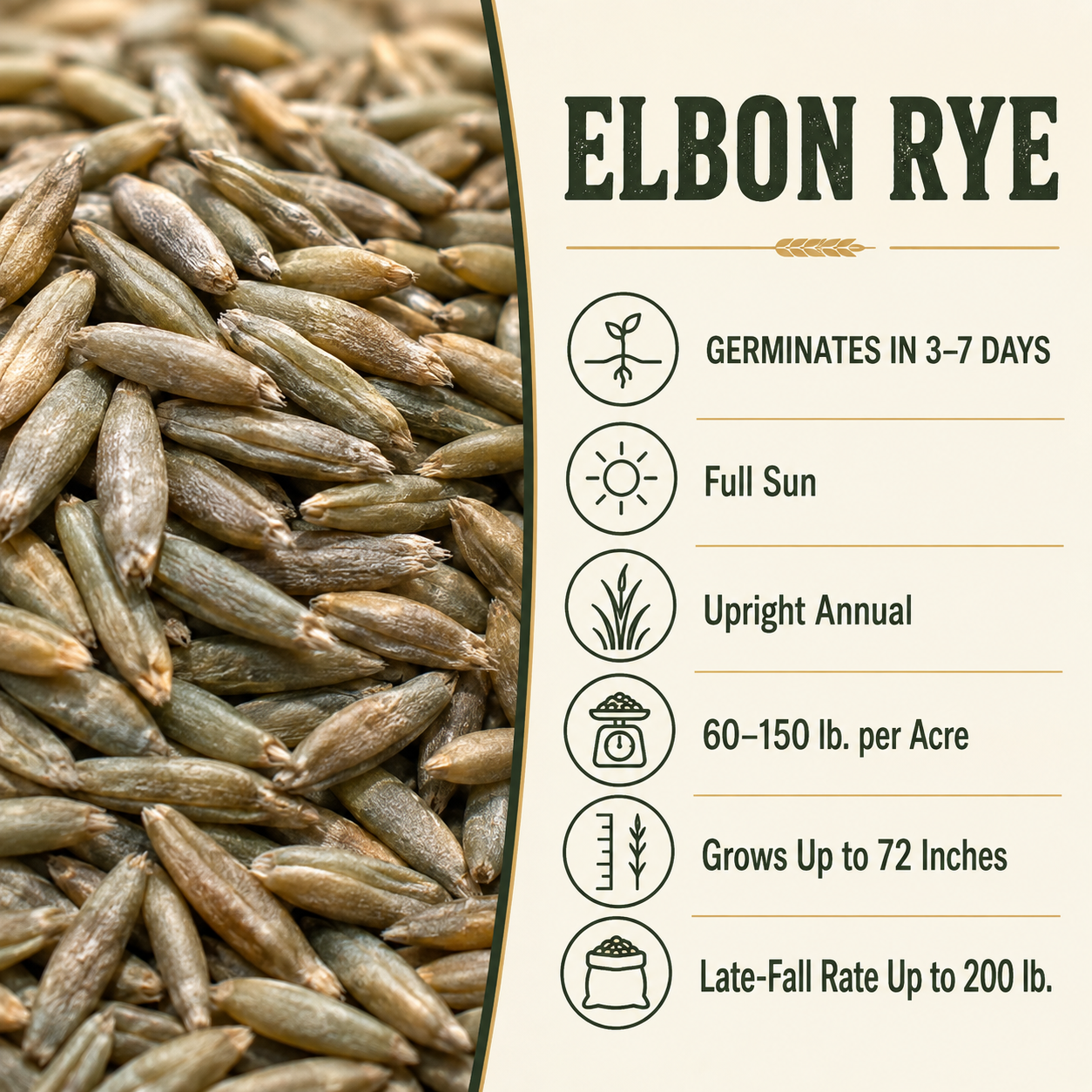 Elbon Rye growing guide and seed