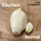 Elephant, Garlic Bulbs