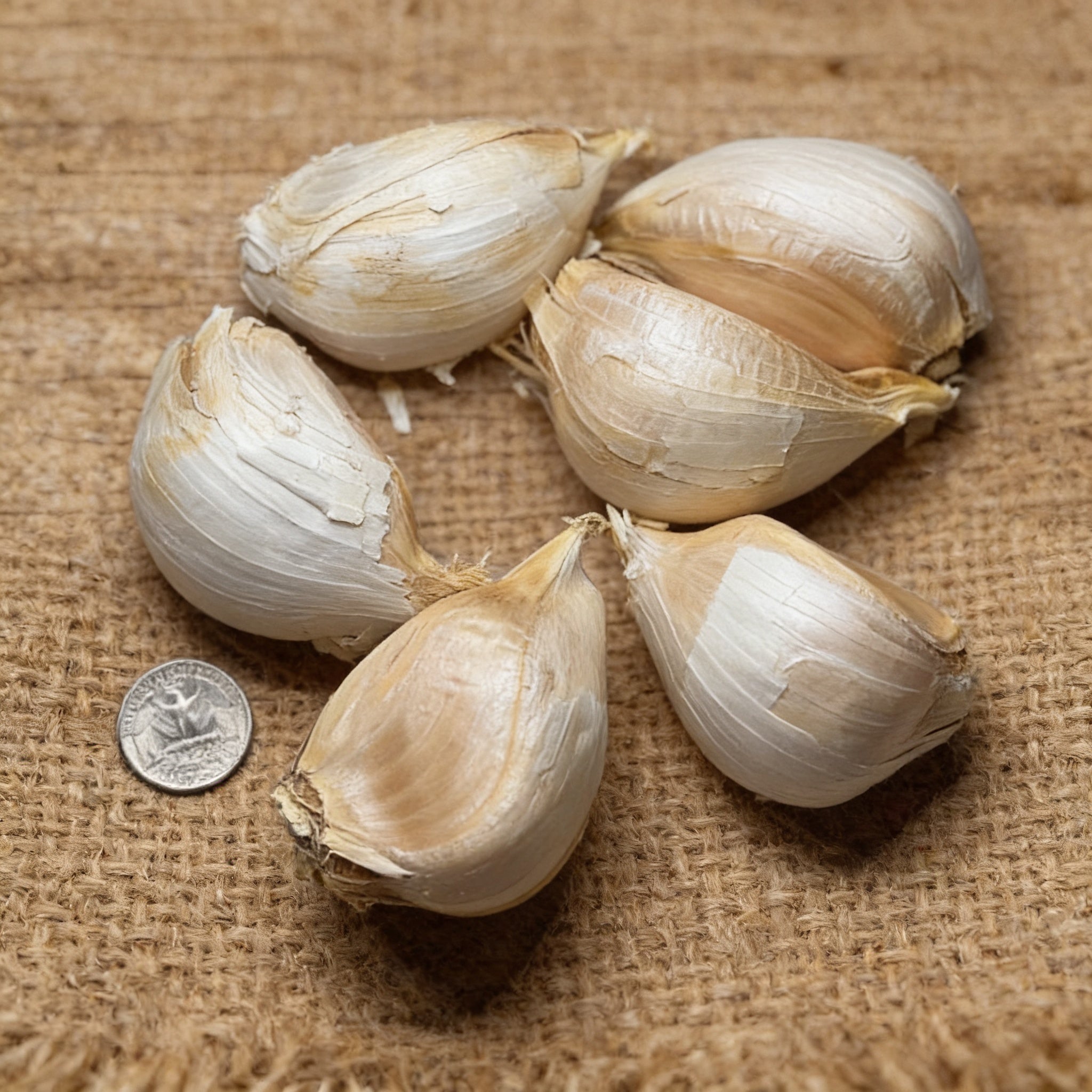Elephant, Garlic Bulbs