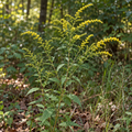 Elm-leaved, Goldenrod Seeds