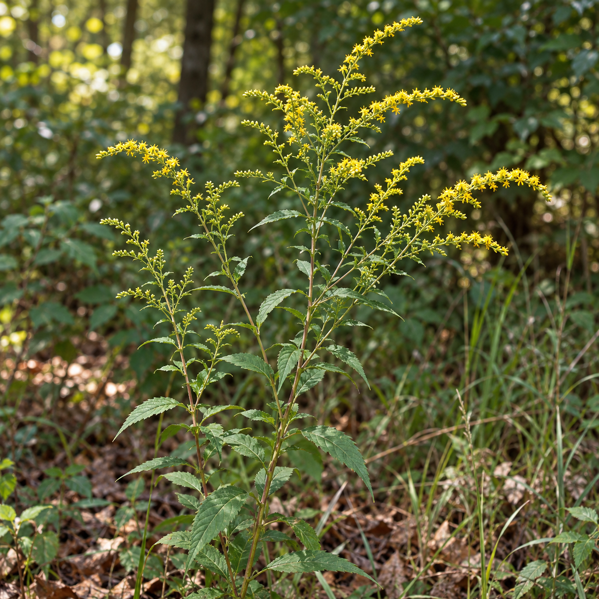 Elm-leaved, Goldenrod Seeds