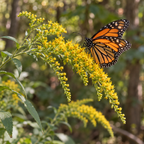 Elm-leaved, Goldenrod Seed