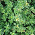 English, Thyme Seed