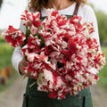 Estella Rijnveld, Tulip Bulbs
