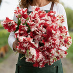 Estella Rijnveld, Tulip Bulbs