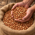 Extra Large Virginia, Peanut Seed