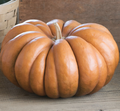 Fairytale, Pumpkin Seeds
