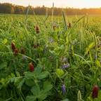 Fall Soil Builder field crop