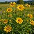 False Sunflower in nature