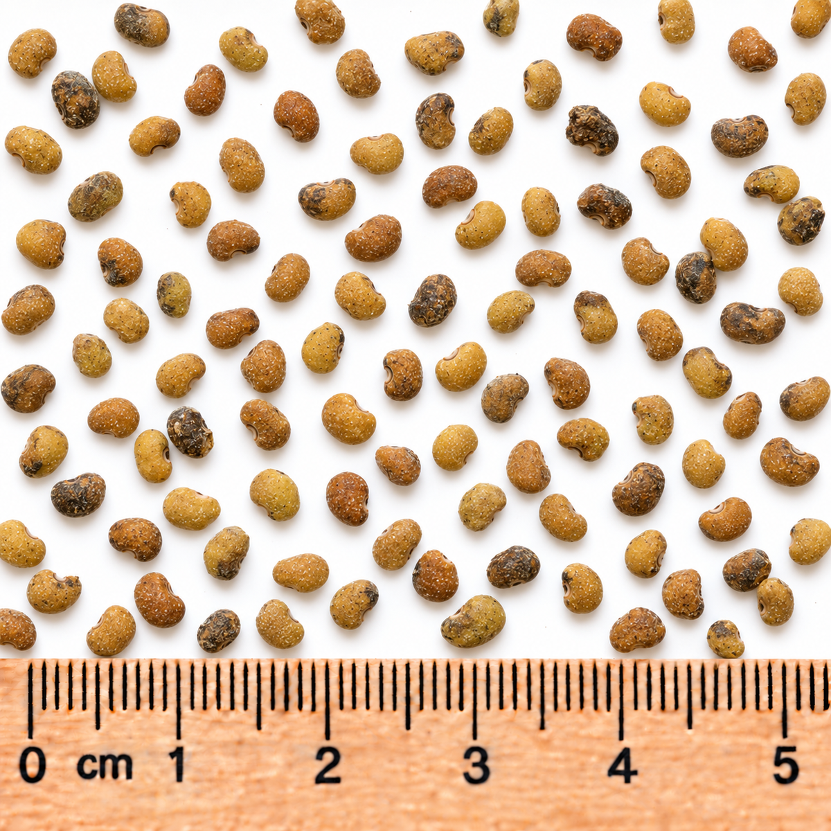 Cream Wild, False Indigo Seed