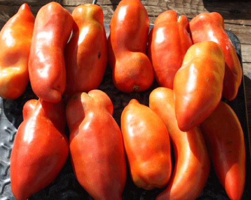 Federle, Tomato Seeds