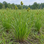 Field Oval Sedge, Carex Seed