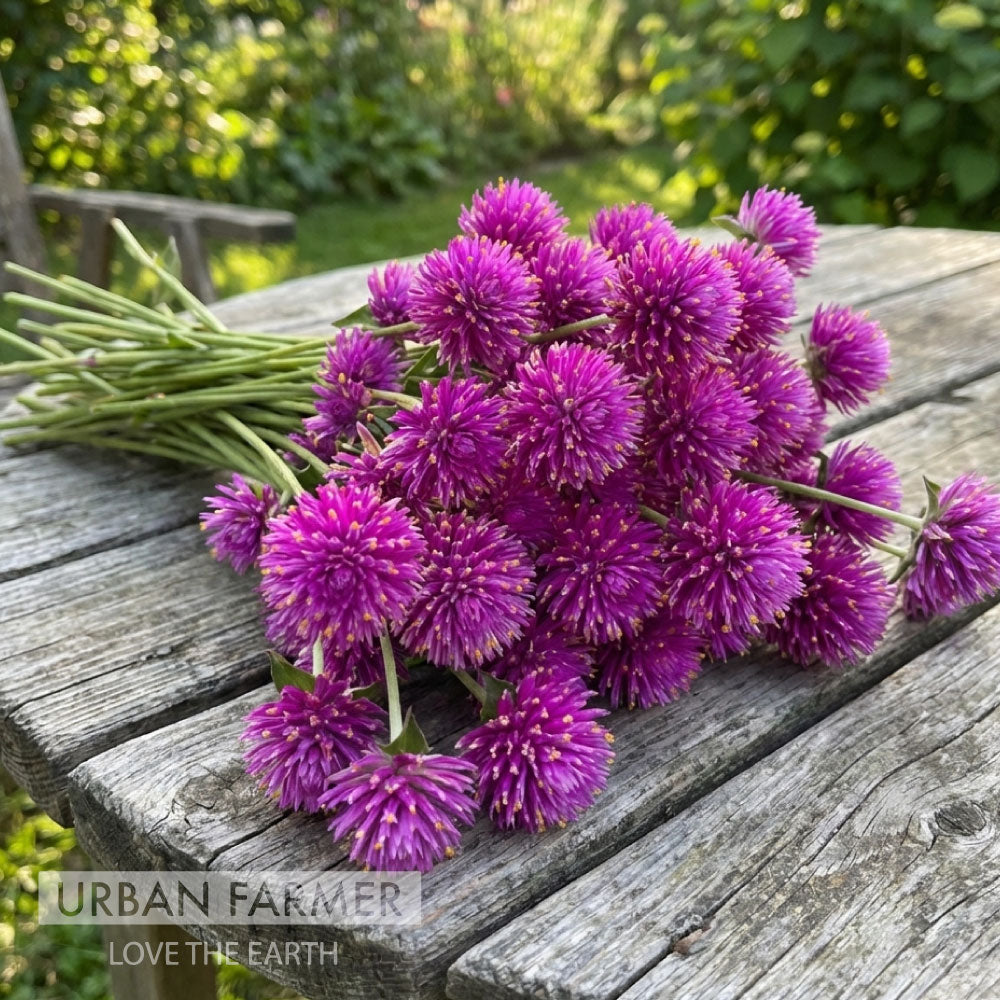 Fireworks, Gomphrena Seeds