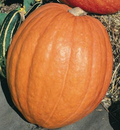 First Prize, (F1) Pumpkin Seeds