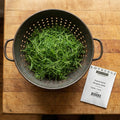 Florence Fennel, Microgreen Seeds