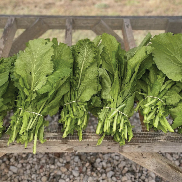 Florida Broadleaf, Mustard Seeds