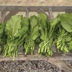 Florida Broadleaf, Mustard Seeds