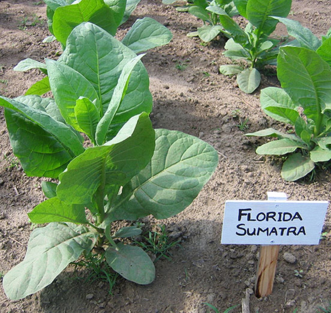 Florida Sumatra, Tobacco Seed