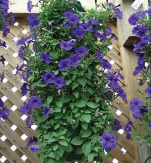 Hanging Grow Bags (5 Hole) - Containers
