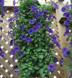 Hanging Grow Bags (10 Hole) - Containers