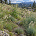 Foothills, Native Grass Mix Seed