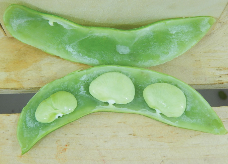Fordhook 242, Bean Seeds