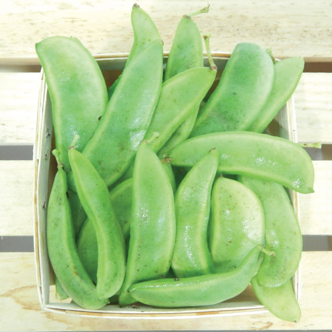 Fordhook 242, Bean Seeds