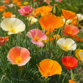 Formula Mix, Poppy Seed