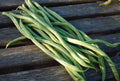 Fortex, Bean Seeds