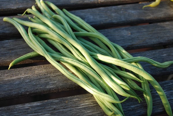 Fortex, Bean Seeds