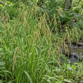 Fowl Manna Grass, Ornamental Grass Seed