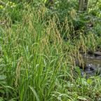 Fowl Manna Grass, Ornamental Grass Seed