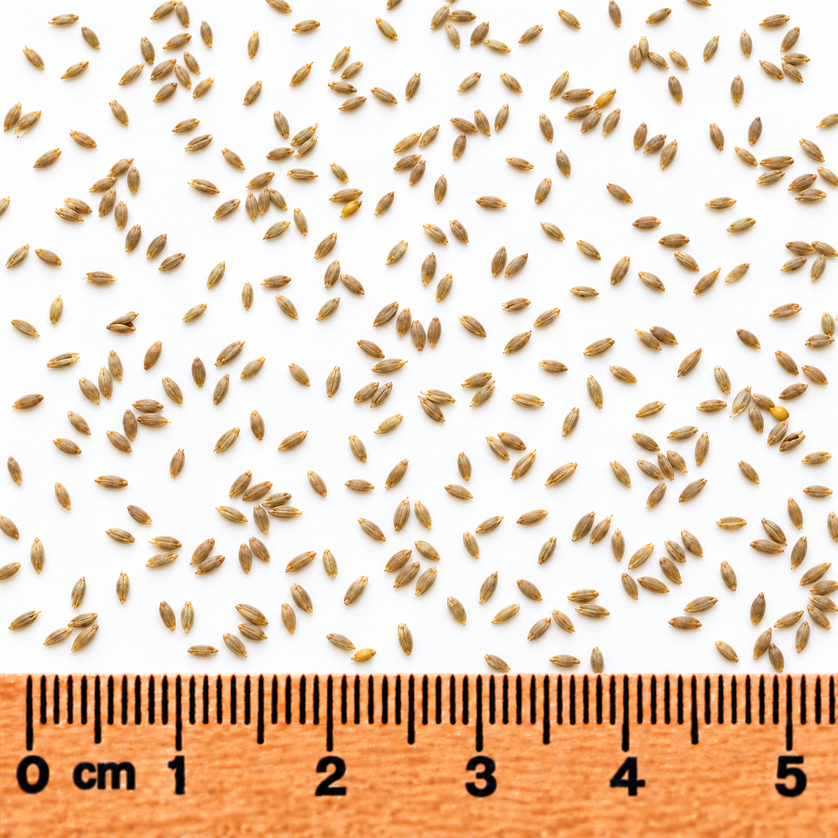 Fowl Manna Grass, Ornamental Grass Seed